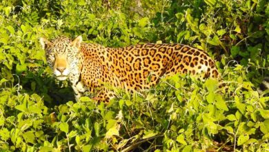 Pantanal safari