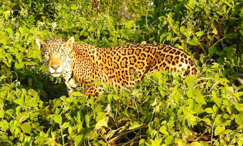 Pantanal safari