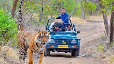 online safari booking ranthambore