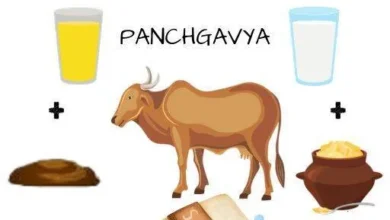 Panchagavya Products