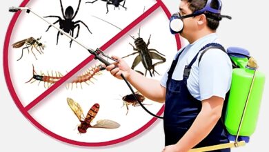 Pest Control Jaipur
