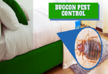 Jaipur Bedbugs Control Services