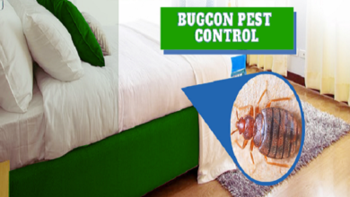 Jaipur Bedbugs Control Services