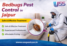Bedbugs Pest Control in Jaipur