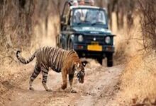 Ranthambore Online safari Booking