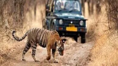 Ranthambore Online safari Booking