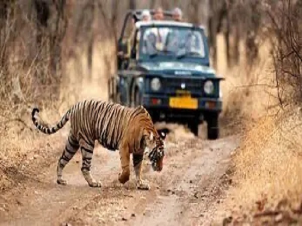 Ranthambore Online safari Booking