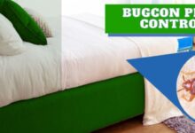 Bedbugs Pest Control in Jaipur