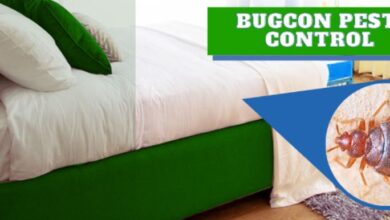 Bedbugs Pest Control in Jaipur