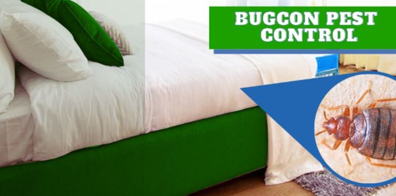 Bedbugs Pest Control in Jaipur