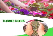 Winter Flower Seeds​