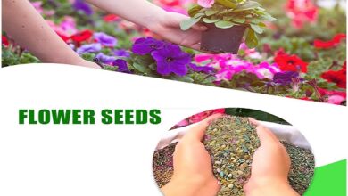 Winter Flower Seeds