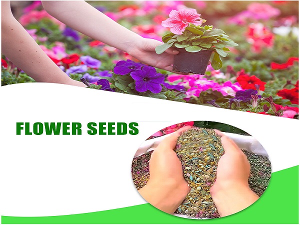 Winter Flower Seeds