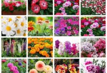 Flower Bulbs Online​