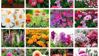 Flower Bulbs Online​