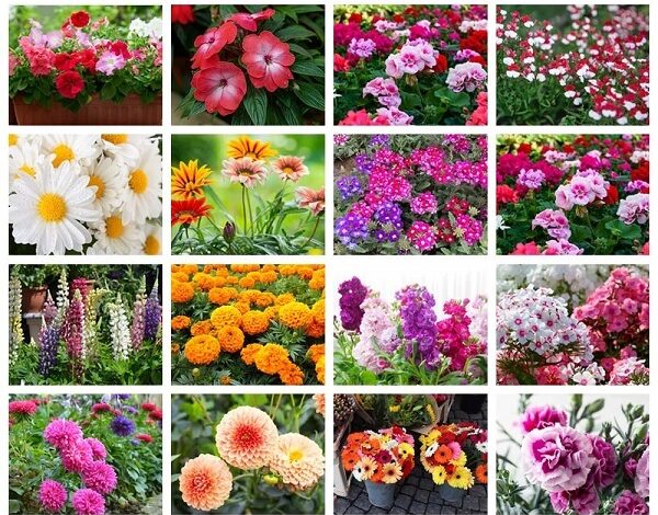 Flower Bulbs Online