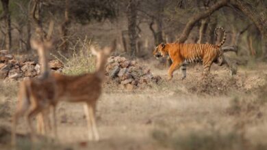 Ranthambore Online safari Booking