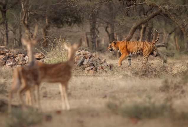 Ranthambore Online safari Booking