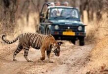 Ranthambore safari timings