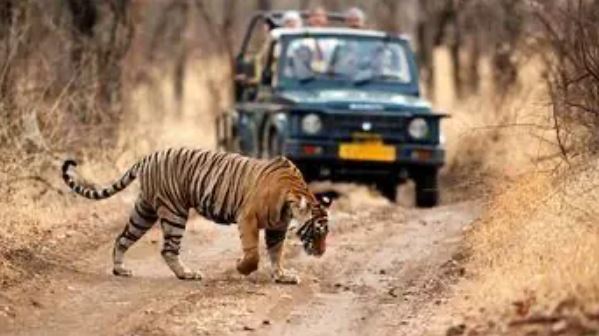 Ranthambore safari timings