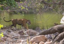 Ranthambore Tiger weekend tour