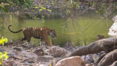 Ranthambore Tiger weekend tour