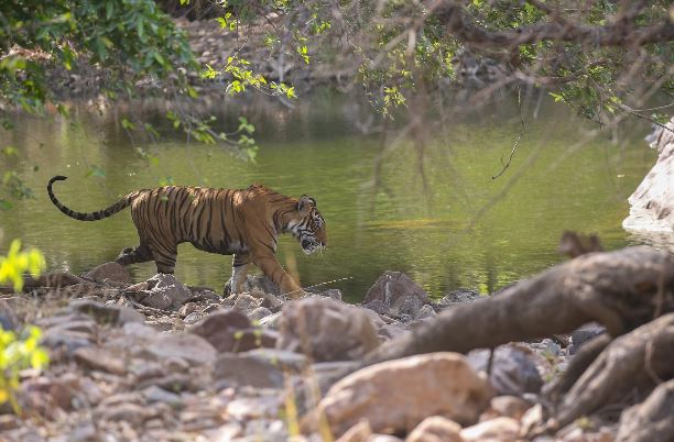 Ranthambore Tiger weekend tour