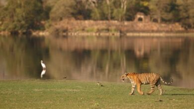 Ranthambore wildlife tour packages