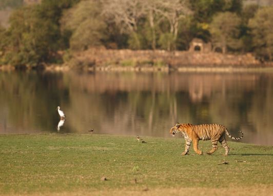Ranthambore wildlife tour packages